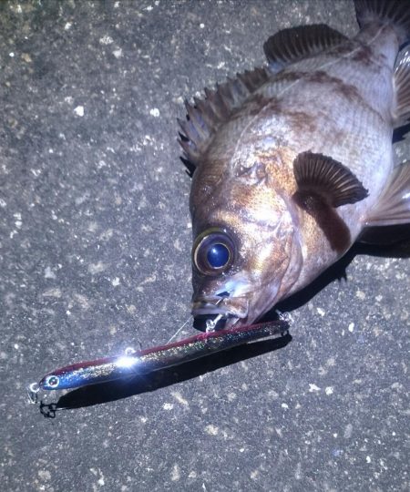 フィールにめばる