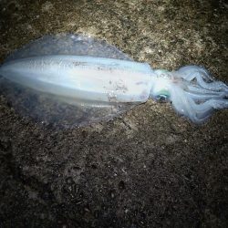 今年、初アオリです。