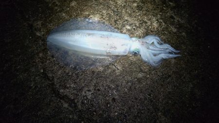 今年、初アオリです。