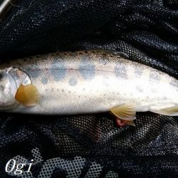 昼前後の釣行で22匹ゲット！