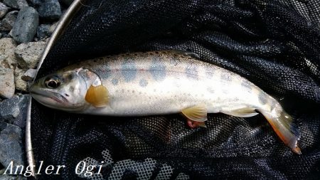 昼前後の釣行で22匹ゲット！