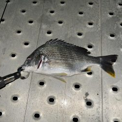 メバリングしてたらチヌが…