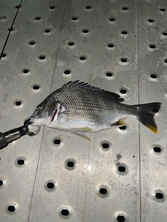 メバリングしてたらチヌが…