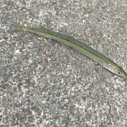 何とかサヨリきました