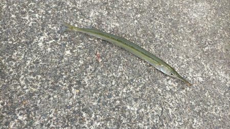 何とかサヨリきました