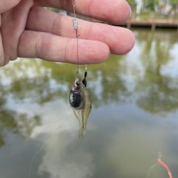 今週のタナゴ釣り