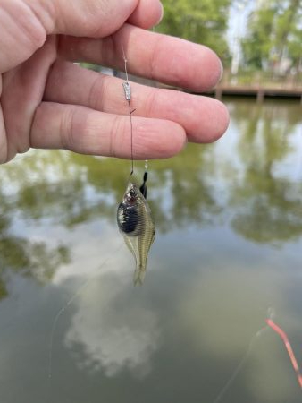 今週のタナゴ釣り