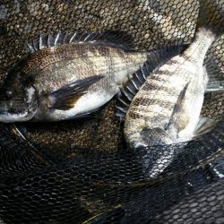 テトラ釣りにまた挑戦!