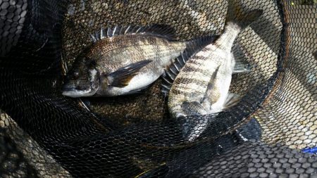 テトラ釣りにまた挑戦!