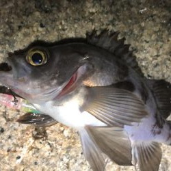 今宵もプラグ縛り！