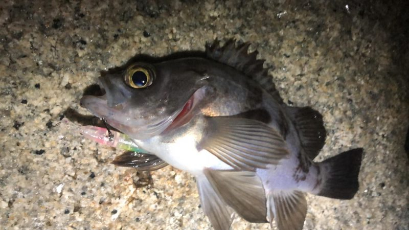 今宵もプラグ縛り！