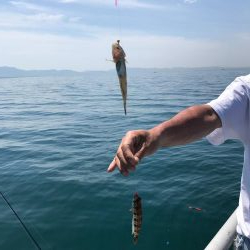 久しぶりのカワハギ