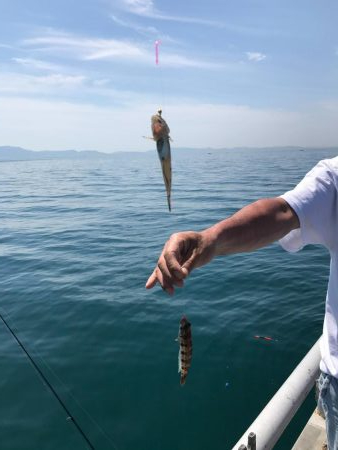 久しぶりのカワハギ