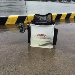 情報をもとにアジング調査