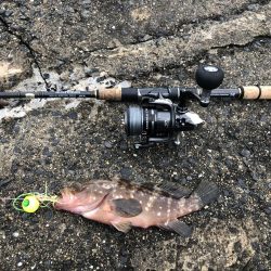 鯛狙いのはずが