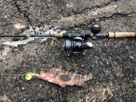 鯛狙いのはずが