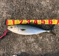 朝一 イワシ ボイル