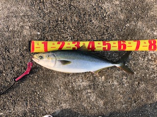 朝一 イワシ ボイル