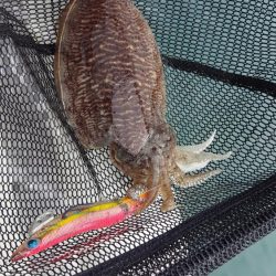 マイボートエギング