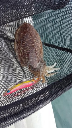 マイボートエギング