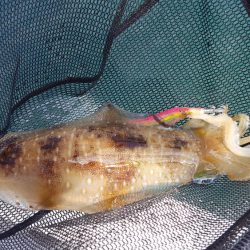 マイボートエギング