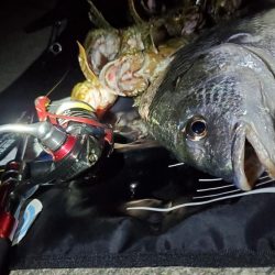 カンパリデビュー