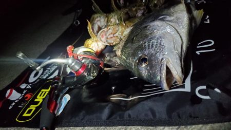 カンパリデビュー