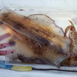 今季初2kgオーバー