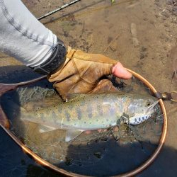 サクラマス最後なんで久々に川へ