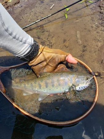 サクラマス最後なんで久々に川へ