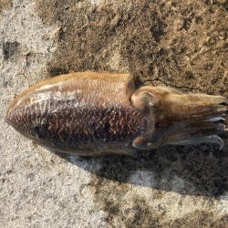 コウイカエギング