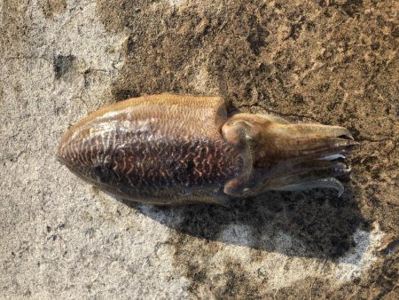 コウイカエギング