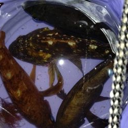 渋かったが楽しめた　超大物の引き