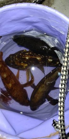 渋かったが楽しめた　超大物の引き