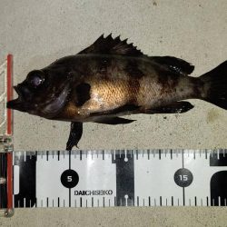 メバルもシーズン終盤でも数釣れて楽しい