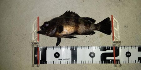 メバルもシーズン終盤でも数釣れて楽しい