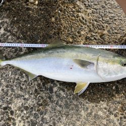 西宮ケーソン、メジロ上がりました