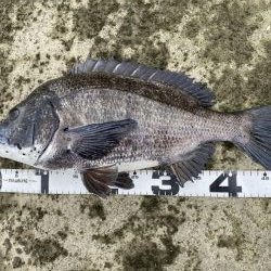 イチノ兄弟、釣果！