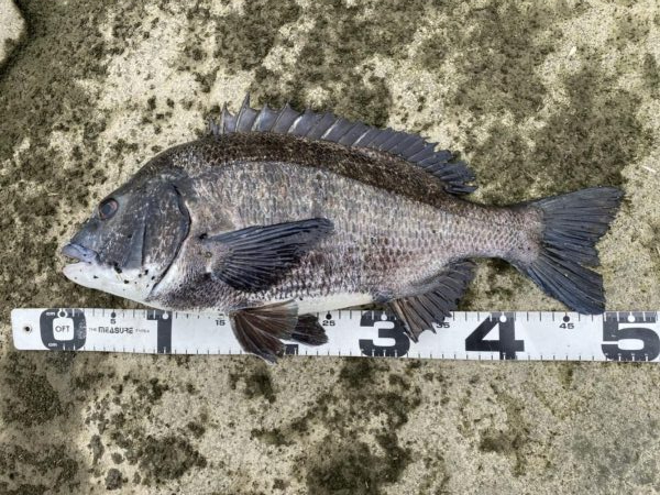 イチノ兄弟、釣果！