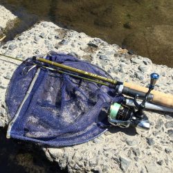 中部天神川水系のニジマス