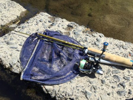 中部天神川水系のニジマス