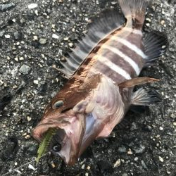 パワーミニイソメで3目GET