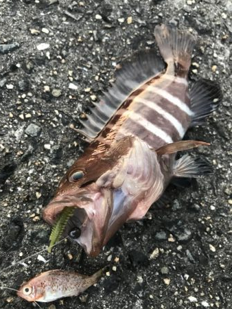 パワーミニイソメで3目GET