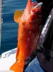 久しぶりのオフショア釣行!