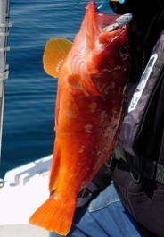 久しぶりのオフショア釣行!