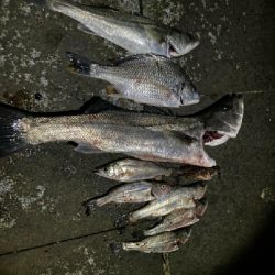 干物が食べたくて