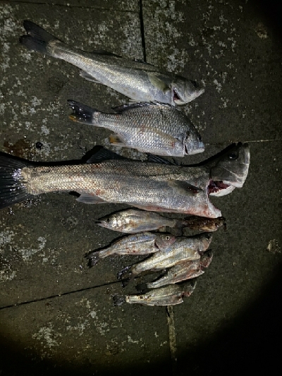 干物が食べたくて