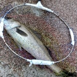 鉄板バイブでスズキ68cm