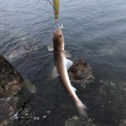 青物まだまだ（笑）