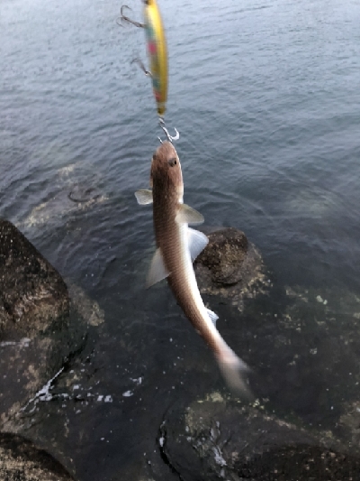 青物まだまだ（笑）